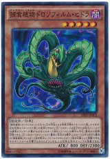 【スーパー】　捕食植物ドロソフィルム・ヒドラ