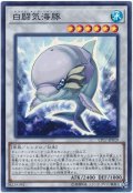 【スーパー】　白闘気海豚