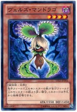 ヴェルズ・マンドラゴ（Bランク）