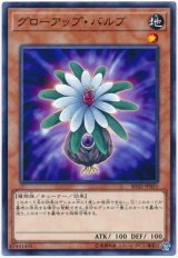 グローアップ・バルブ（Bランク）