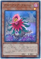 グローアップ・ブルーム【スー】（Bランク）