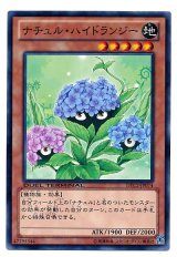 ナチュル・ハイドランジー（Bランク）