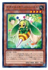 ナチュル・ホーストニードル（Bランク）