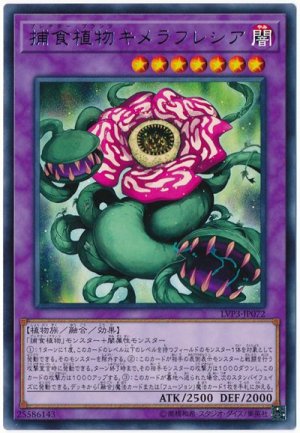 画像1: 捕食植物キメラフレシア【レア】