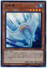 白棘鱏【スー】
