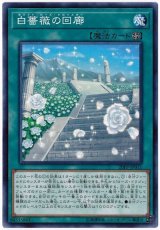 白薔薇の回廊【ノー】