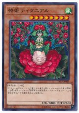 椿姫ティタニアル【ノー】