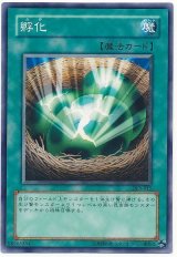 孵化（Bランク）