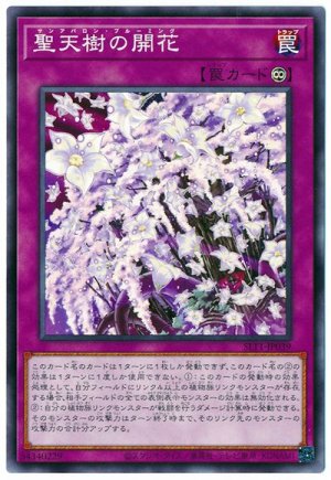 画像1: 聖天樹の開花【ノー】