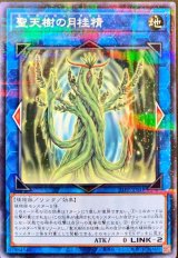 聖天樹の月桂精【パラ】