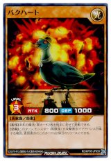 バクハート【ノー】
