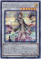 アロマセラフィ－スイート・マジョラム【シク】(Bランク)