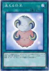 迷える仔羊【ノー】 迷える仔羊
