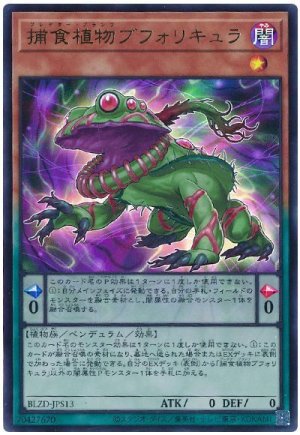 画像1: 捕食植物ブフォリキュラ【ウル】