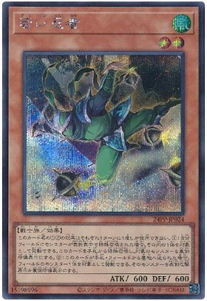 画像1: 若い忍者【シク】