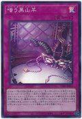 嗤う黒山羊【スー】