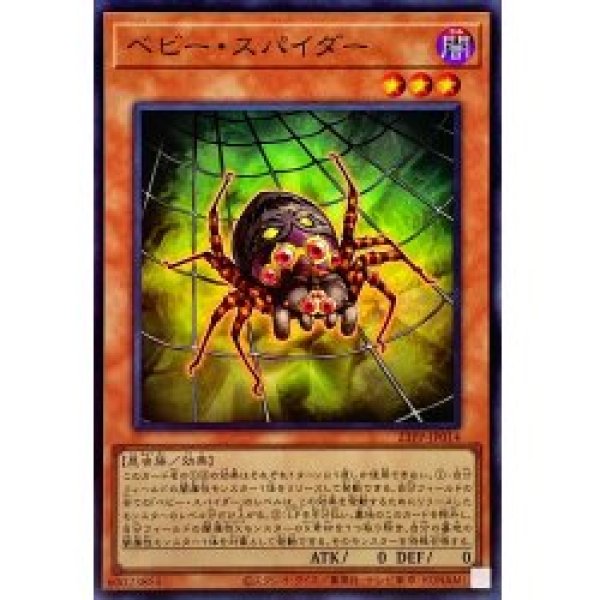 画像1: ベビースパイダー【スー】（Bランク） (1)
